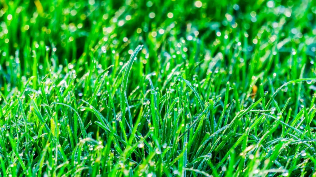 Greener Grass Landscaping: Mount Pleasant’s Trusted Outdoor Transformation Experts Greener Grass Landscaping